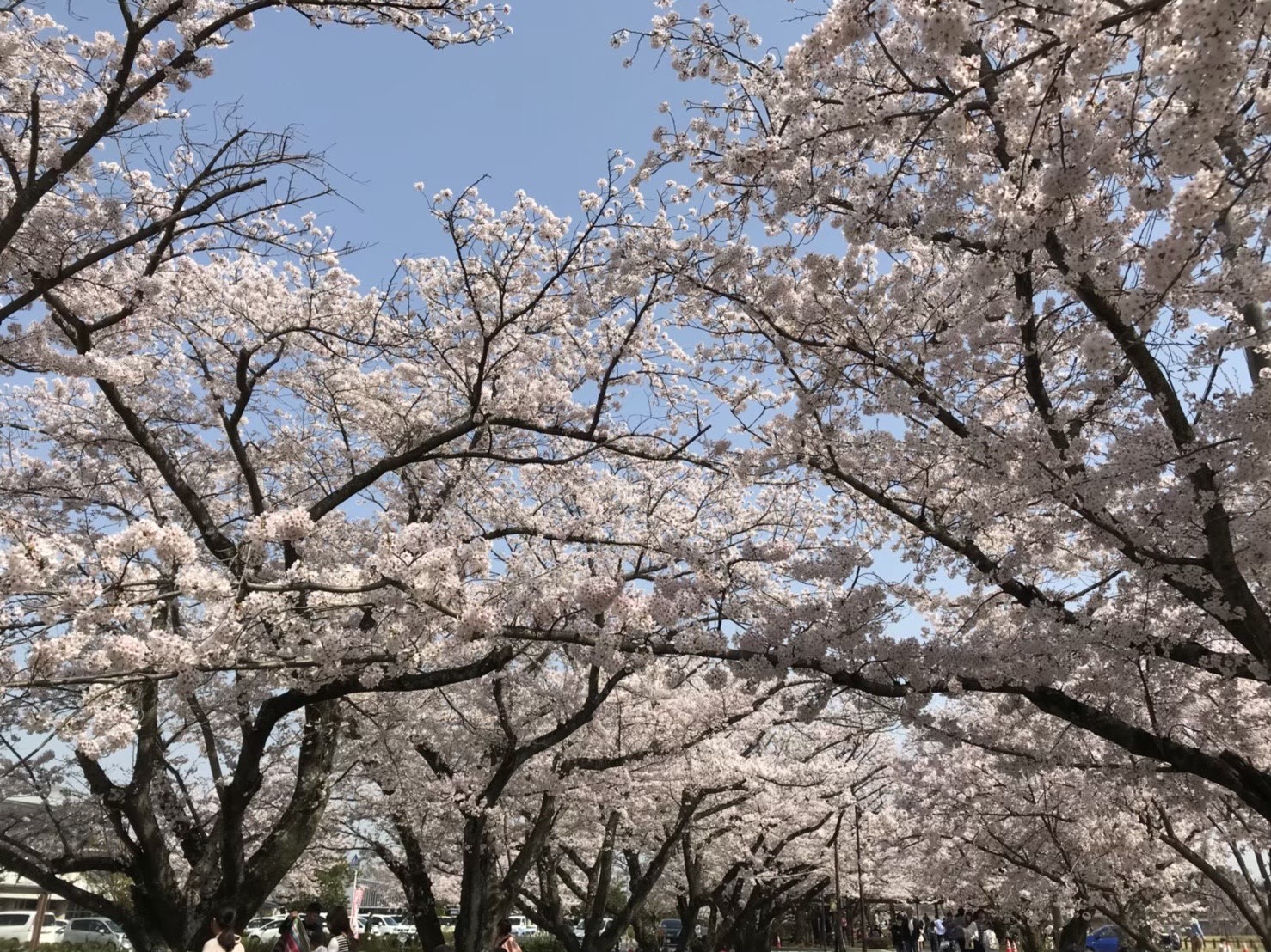 大貞総合運動公園　桜